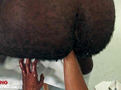 Tattooed ebony bear gets his gaping hole filled with fist
